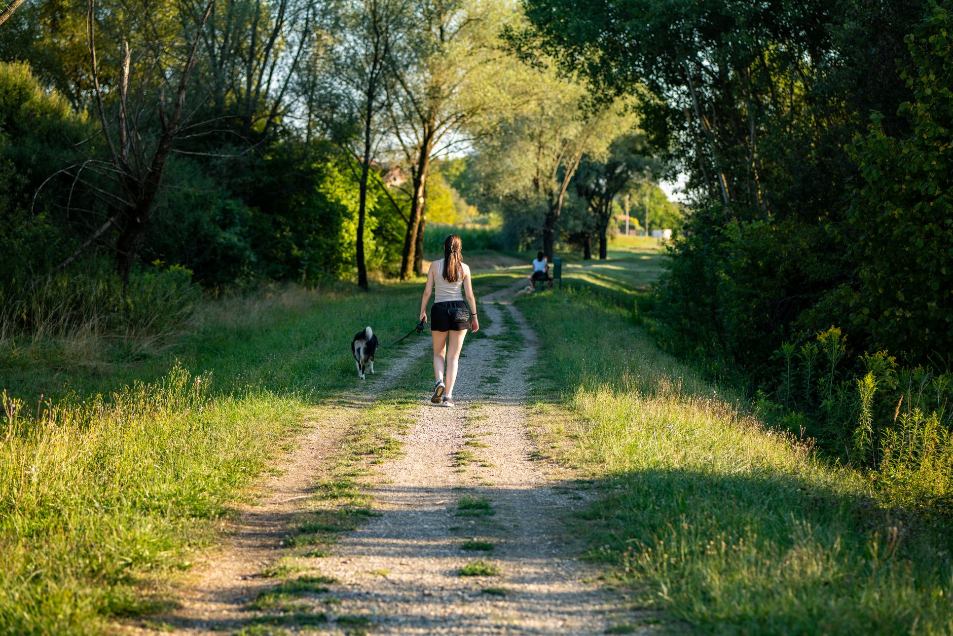 A sunlit woodland path, with someone walking a dog in the distance